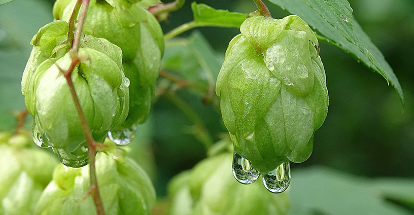 山东精鹰啤酒设备