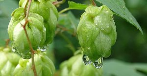 没有啤酒花的啤酒，是没有灵魂的，你了解啤酒花吗?