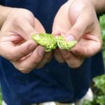 这个季节是酒花成熟期？采摘、干燥、保存一样都不能落！