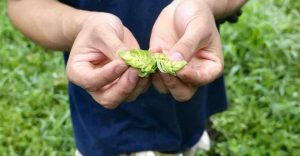 这个季节是酒花成熟期？采摘、干燥、保存一样都不能落！