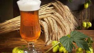 作为啤酒原料之一的大麦，我们应该如何挑选？