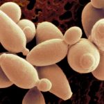 上面酵母和下面酵母的区别