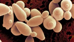 上面酵母和下面酵母的区别