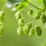 啤酒花的作用及贮存方法