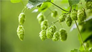 啤酒花的作用及贮存方法