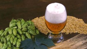 啤酒中微生物污染引起的口味缺陷