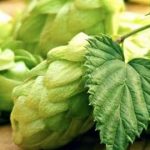 国内主要酒花品种及其特征