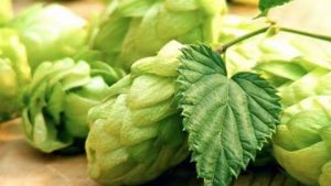 国内主要酒花品种及其特征