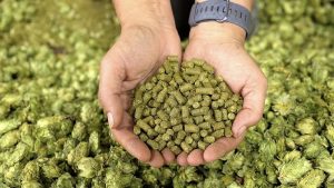 酒花制品如何选择？