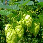 啤酒酿造中的重要物质–酒花